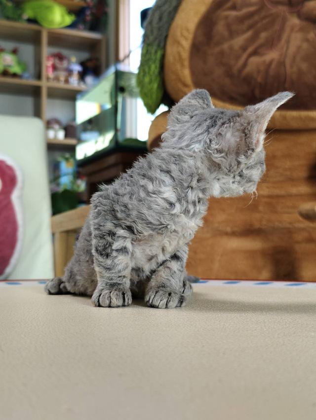 เดวอนเร็กซ์ Devon rex Oscat cattery chiangmai รูปที่ 2