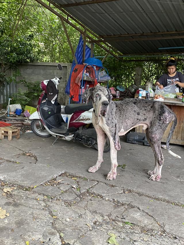 หาบ้านไหม่ไห้พ่อพันธุ์ เกรทเดนไซร์สูงไหญ่ครับ อายุ3ปีกว่า  1