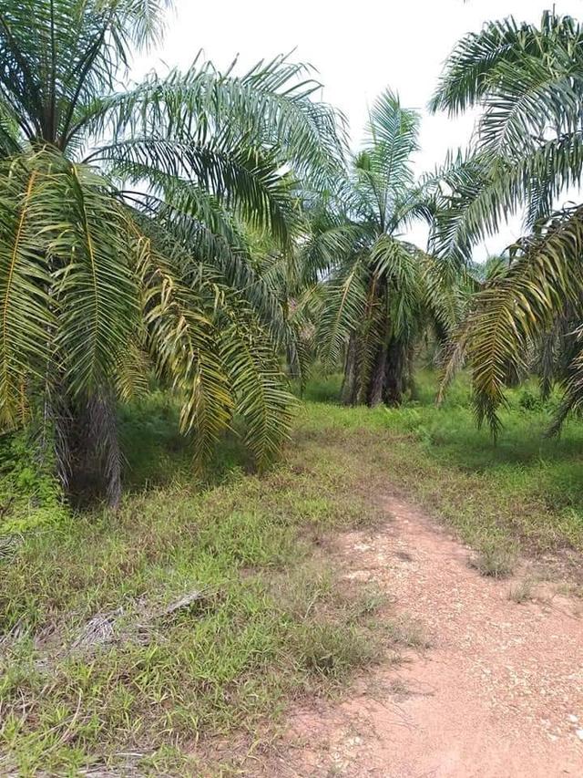 ที่ดิน สวนปาล์มน้ำมัน ต.บางน้ำจืด อ.หลังสวน จ.ชุมพร โฉนด พร้อมโอน 16