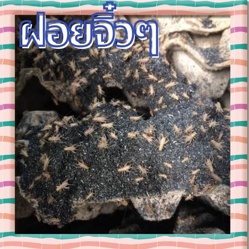 จิ้งหรีด อาหารสัตว์เลี้ยง อาหารสัตว์กินแมลง รูปที่ 3