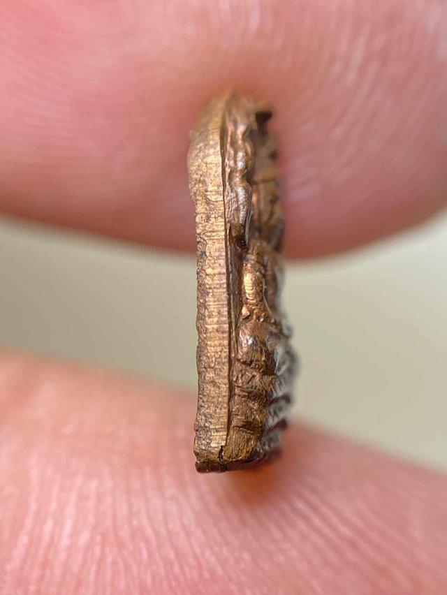 ปรกจ้อย หลวงปู่ทิม อิสริโก 4