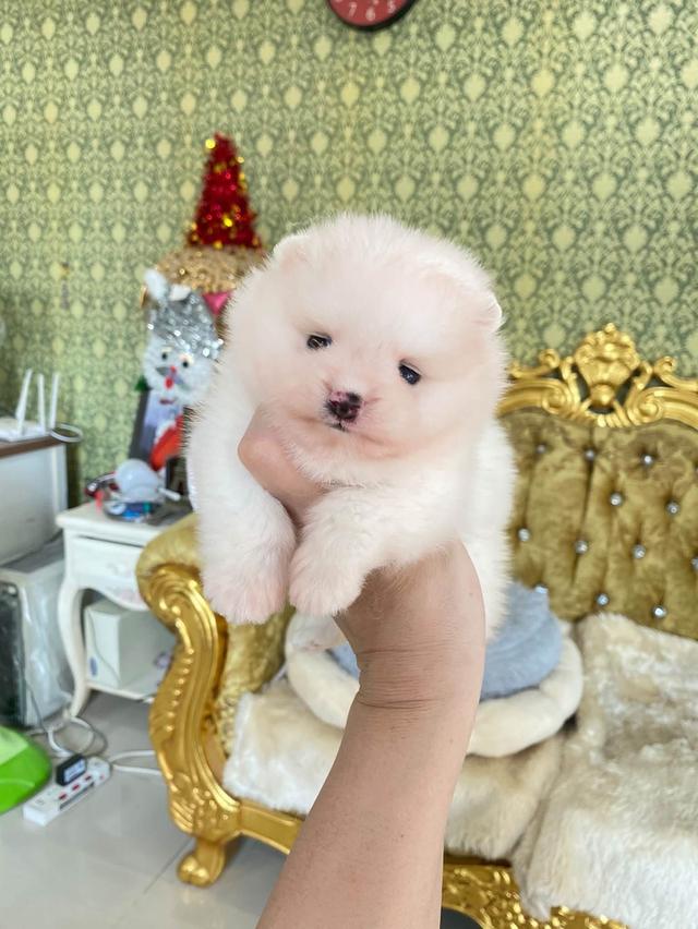 น้องลูกปอมแท้ ทีคัพ มินิ ไซสเล็ก มาดูตัวจริงได้นะคะ รูปย่อยที่ 3