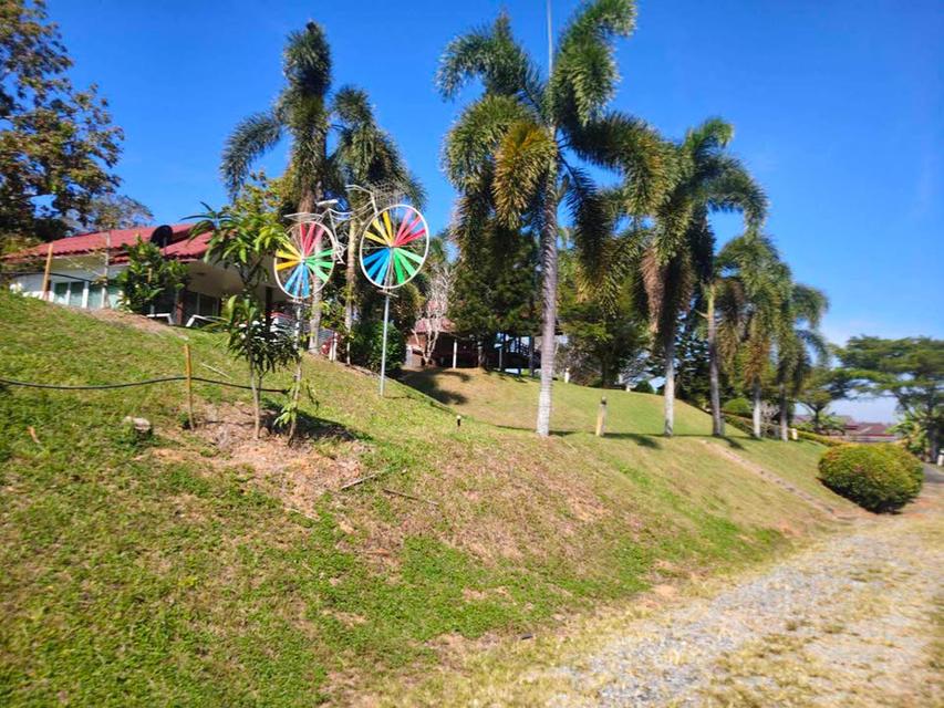 4 ไร่ 3 งาน  บ้านพัก 5 หลัง พร้อมต้นทุเรียน 100 ต้น ห่างจาก ถ.304 2กิโลเมตร ขายราคาพิเศษ 4