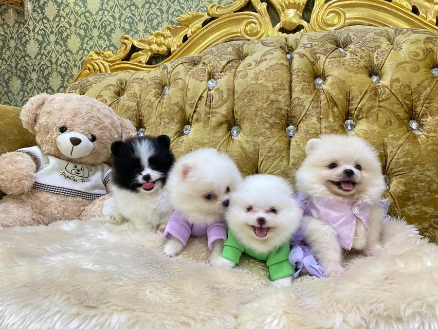 ลูกปอมแท้ พร้อมส่งทุกตัว ราคาเบาๆ สอบถามได้ค่ะ 3