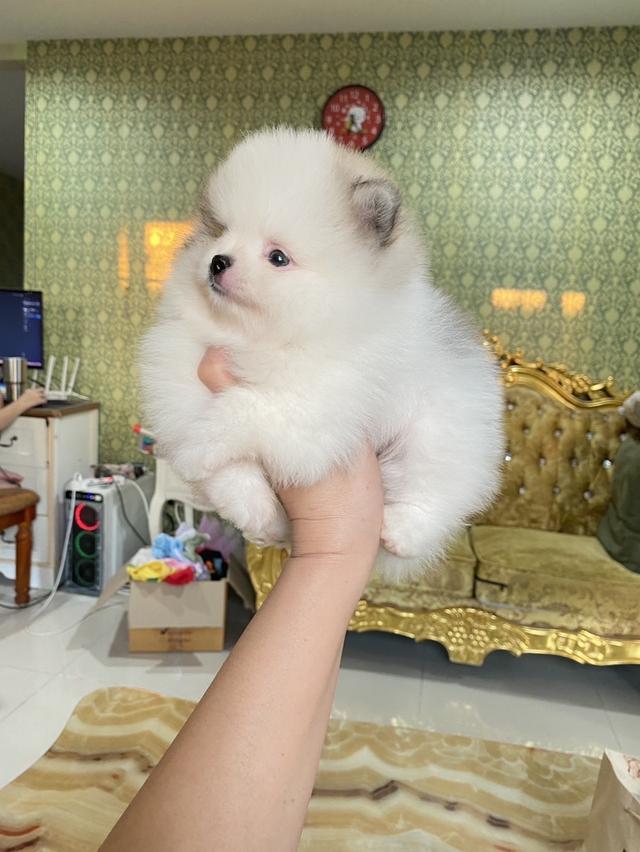 ลูกปอมแท้ อายุ2เดือน มาดูตัวจริงได้ค่ะ 3