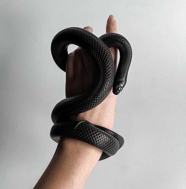 งูแบล็คคิงส์ สีดำดุดัน 3