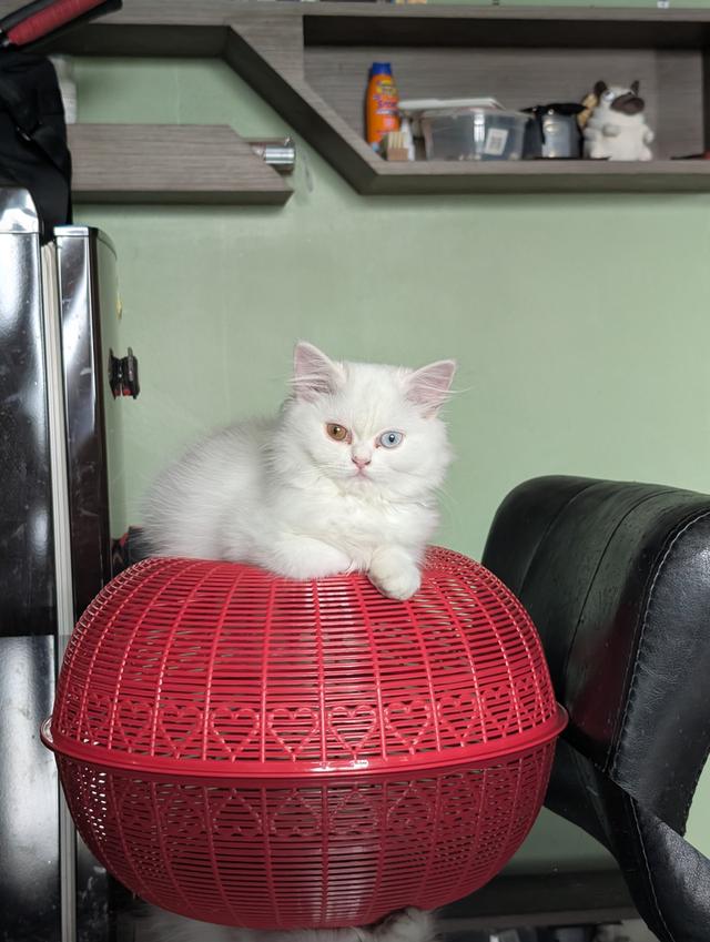 Persian kittens