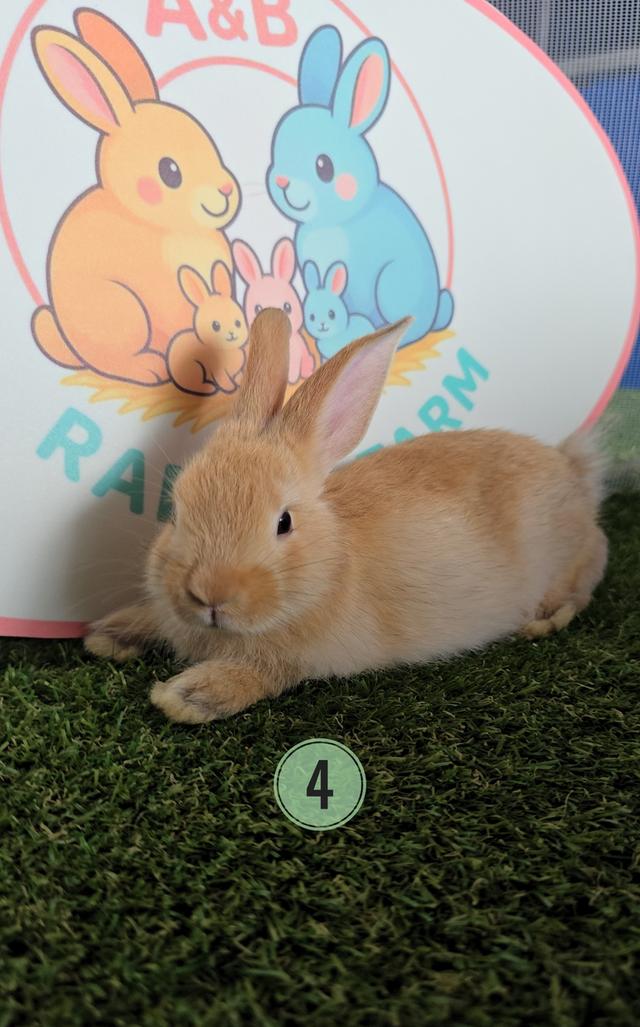 กระต่าย