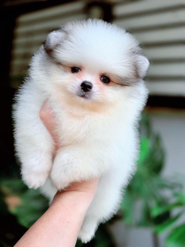 น้องวิลเลี่ยม ปอมหน้าหมีไซส์เล็กสีปาร์ตี้ฟอร์มสวยพร้อมย้ายบ้าน 6