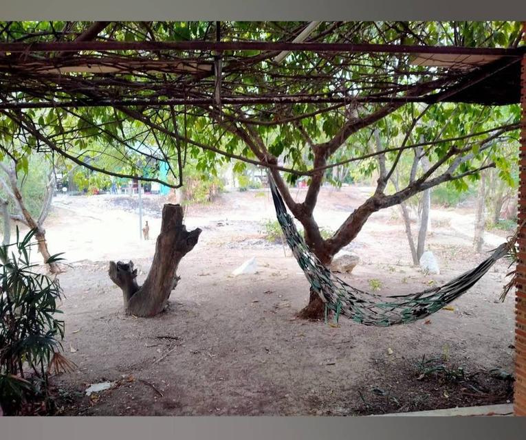 ขาย/ให้เช่า ที่ดินอ่างทอง เจ้าของขายเอง 10