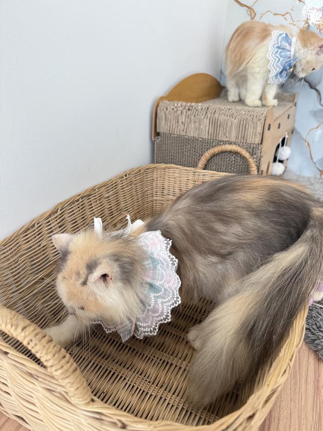 ลูกแมวพันธุ์เปอร์เซีย รูปที่ 6