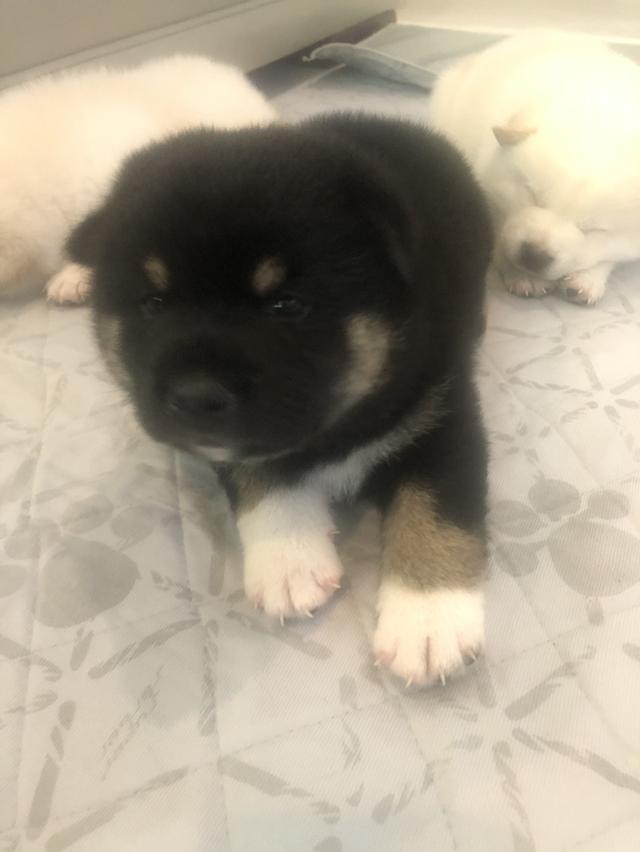 ลูกสุนัขชิบะอินุแท้ เพศผู้สี Black tan อายุ 2 เดือน 4