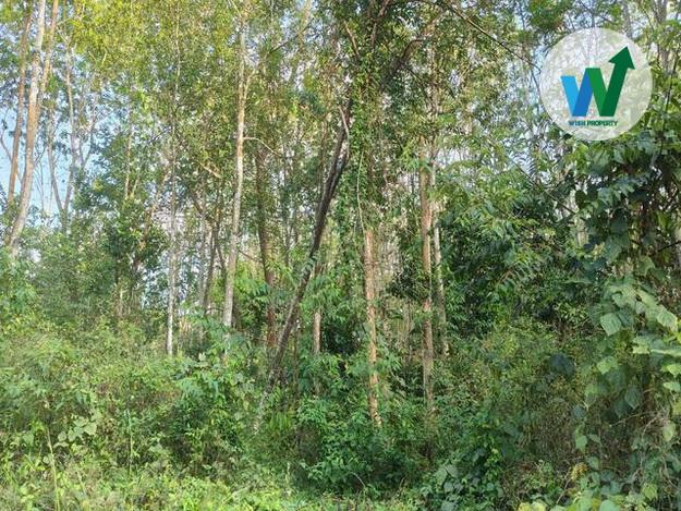 ขายที่ดินพร้อมไม้กฤษณาที่ติดถนนในอำเภอควนขนุนราคาไม่แพง 3