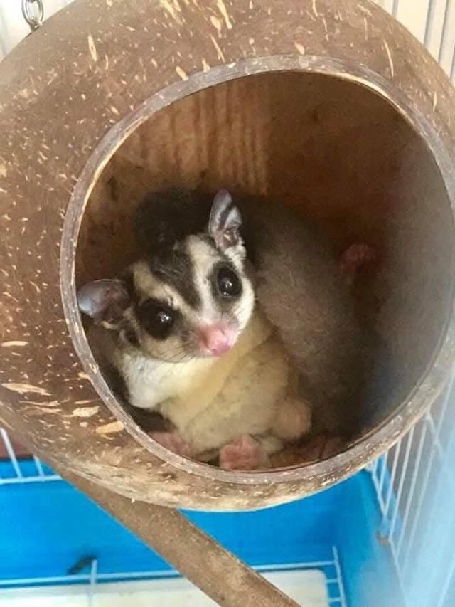 Sugar Glider เชื่องๆ 2