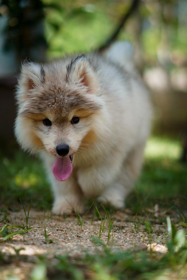 Siberian husky