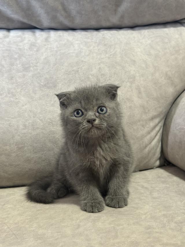 ลูกแมวสก๊อตติชแท้
