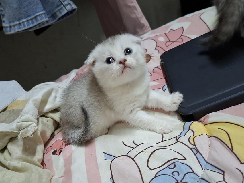 บริติชผสมสก๊อตติชผู้หญิง