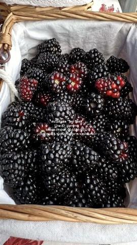 ที่ดิน ขายที่ดิน พร้อมกิจการฟาร์มเกษตร 26 ไร่ ใกล้วัดพระขาว ปากช่อง นครราชสีมา ราคา 60 ล้านบาท พ.ท. 26 ไร่ 0 NGAN 0 ตร.ว 6