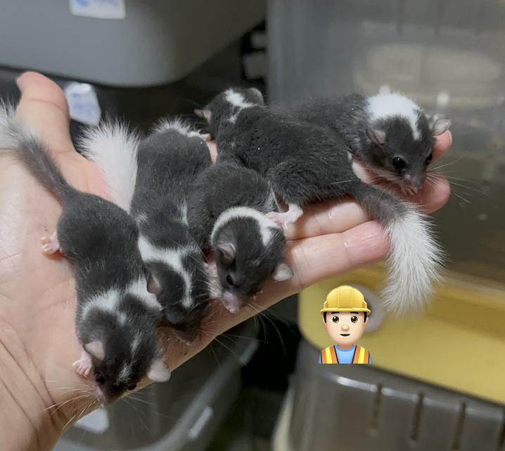 ดอเมาส์ กระรอกจิ๋ว Dormouse 25-30วัน
