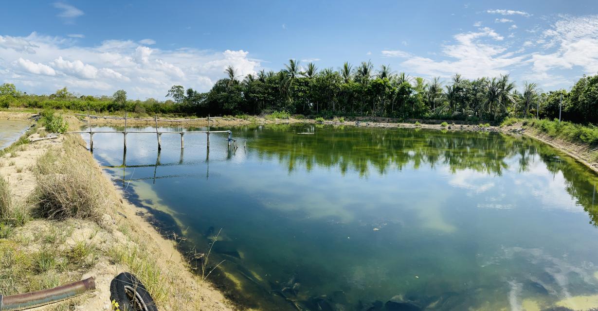 ขายที่ดิน 13 ไร่  ติดทะเล ใกล้วัดหัวระวะ ระโนด 3