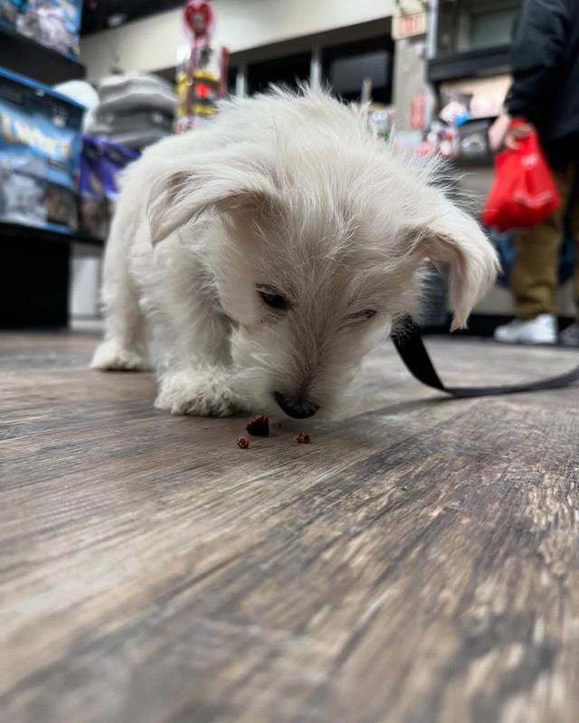 ลูก West Highland White Terrier แท้ 5