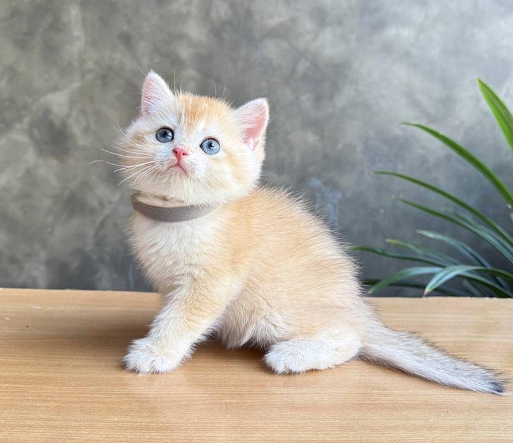 Scottish fold (ผู้ชาย) 2