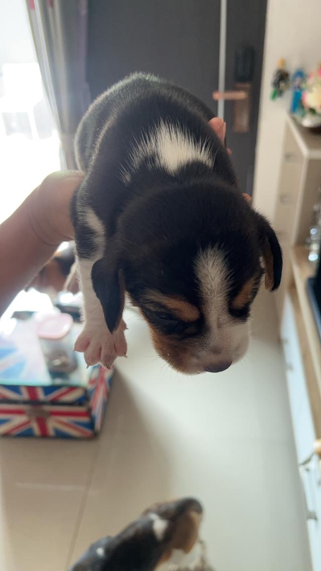 ลูกสุนัข บีเกิล