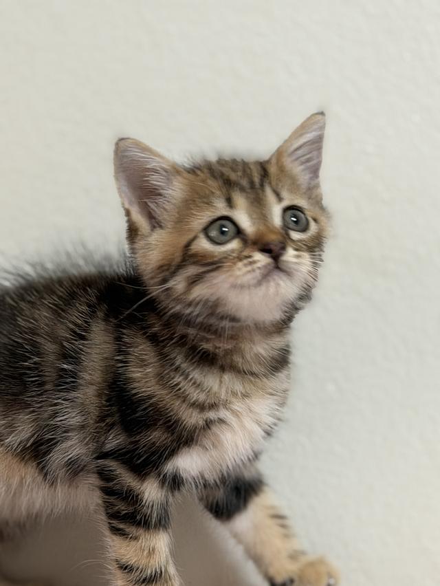 สก็อตติชโฟลด์ ดช Scottish Fold Kitten