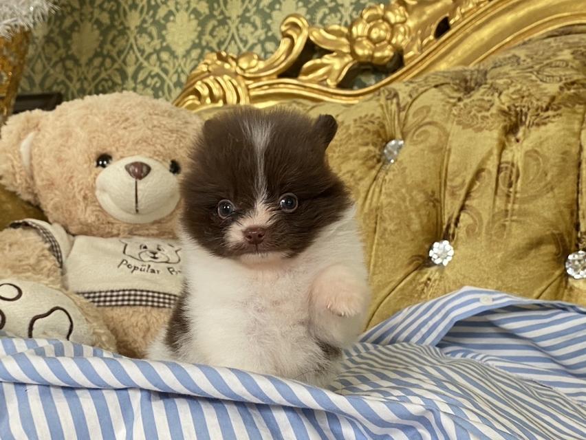 ลูกปอมแท้ อายุ2เดือน มีบริการจัดส่งถึงบ้าน 6