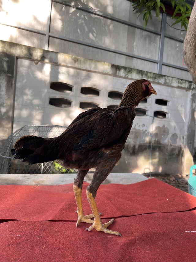 ไก่ชน พ่อ หลานมหานคร + แม่ หลานโกวเซ้ม (สายแดงเล็ก)