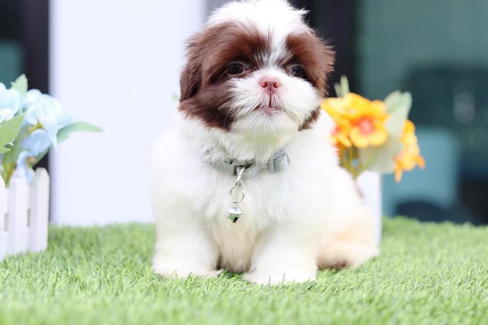 Shih Tzu Puppies WhatsApp me : ( +63 985 762 7466 )