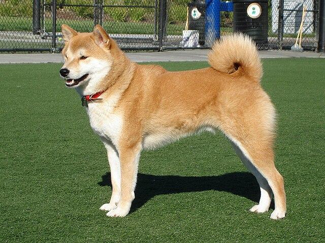 เจ้าชิบะ​ สุนัขสัญชาติญี่ปุ่น 3