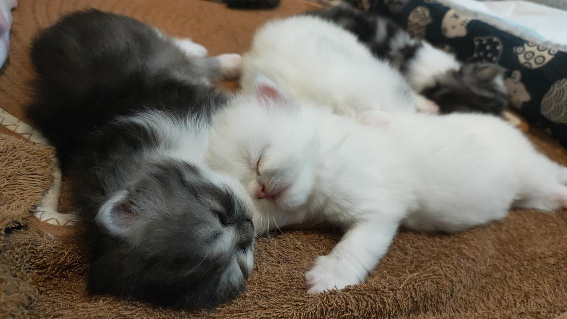 Persian cat เปอร์เซียแท้ 8