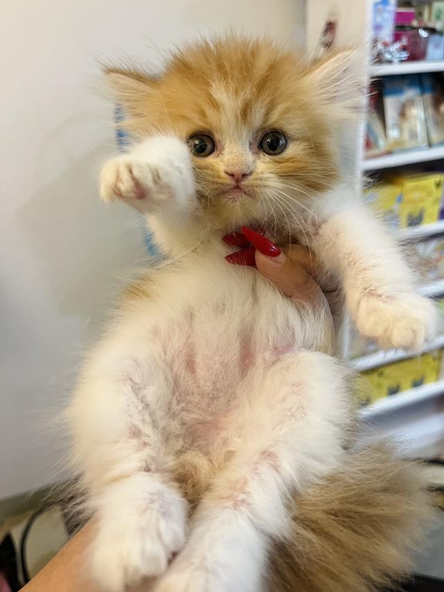 แมว เปอร์เซียแท้ ร้อยเปอร์เซ็นต์ 7