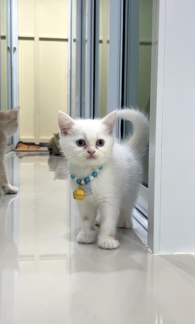 ดช.สก็อตติช ขาวละมุนตาฟ้า