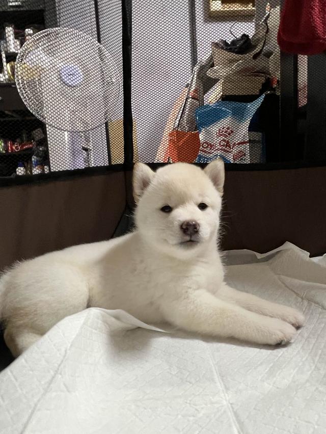 ชิบะอินุ สีขาว เพศเมีย พร้อมย้ายบ้าน 1 มิ.ย. 68 5