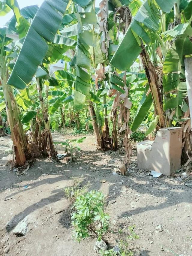 ขายด่วน !! ที่ดิน 98 ตารางวา ติดถนนคอนกรีต ไทรน้อย15/2 นนทบุรี 5