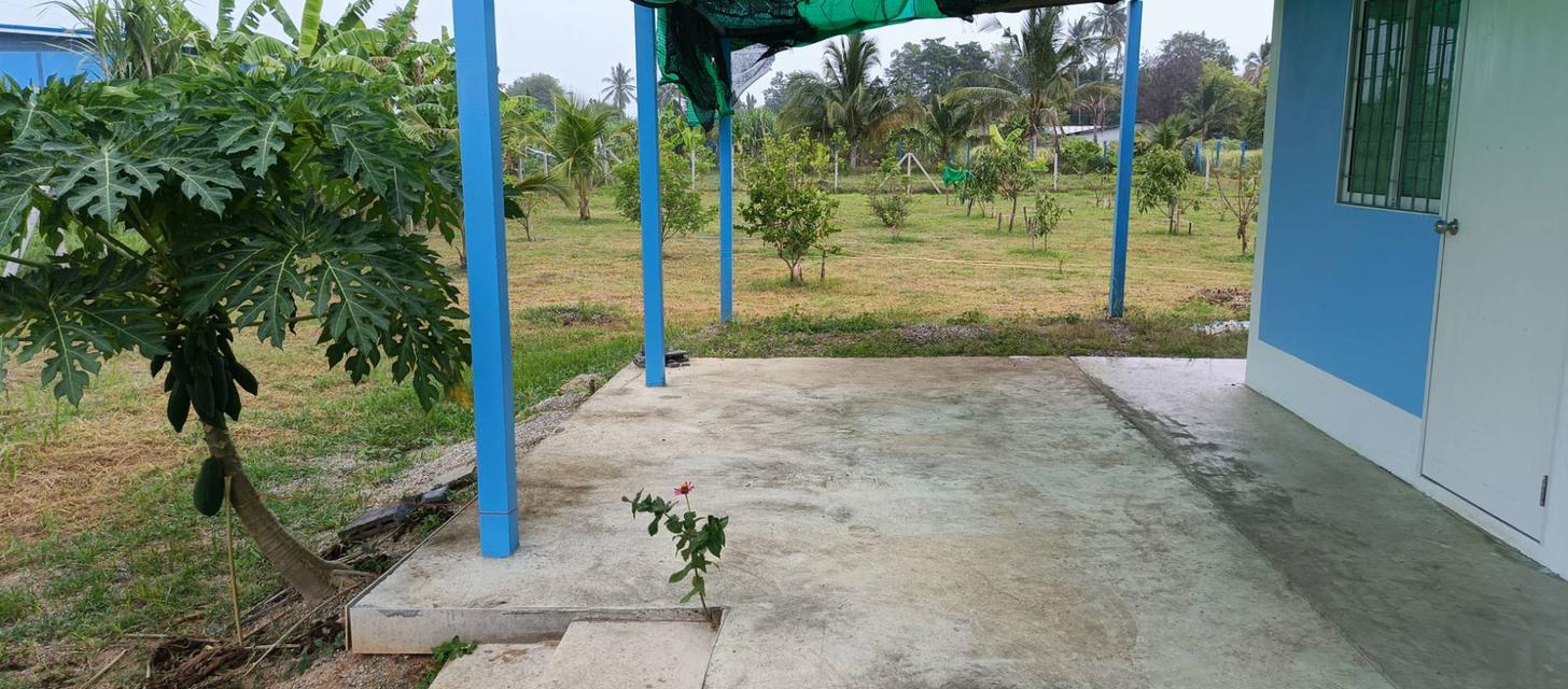 บ้านสวนพร้อมที่ดิน 2