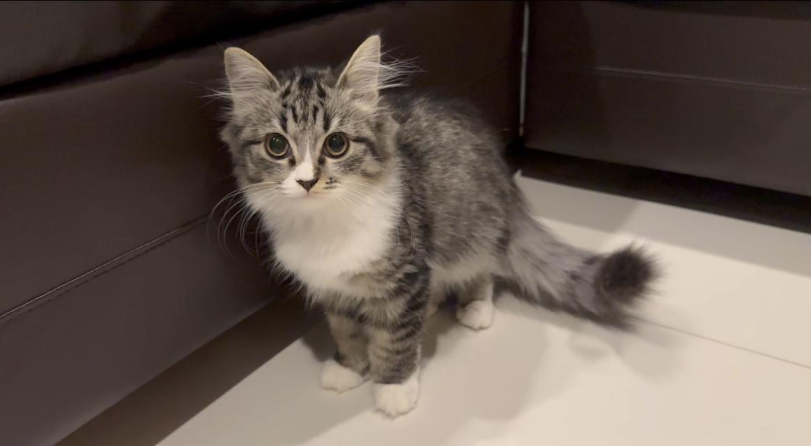 ลูกแมวหน้าสวยขนฟู (ผู้หญิง) 🐈🐈⬛💕