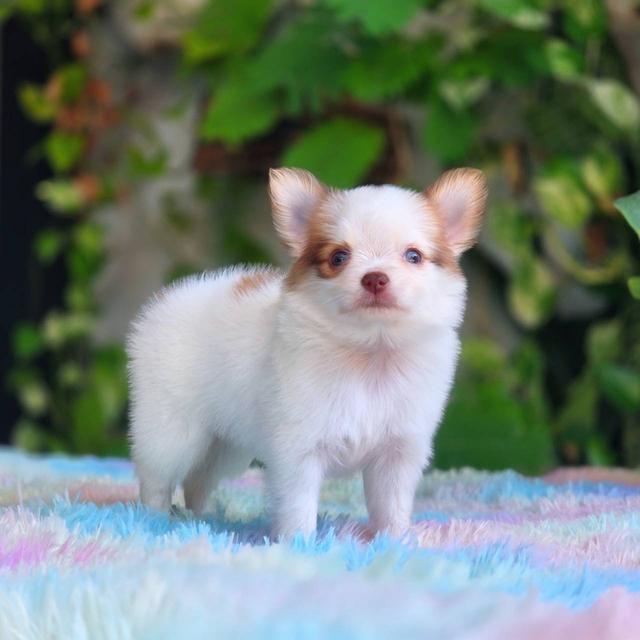 ชิวาวาผสมปอม เพศผู้ พิกัดรามอินทรา 3