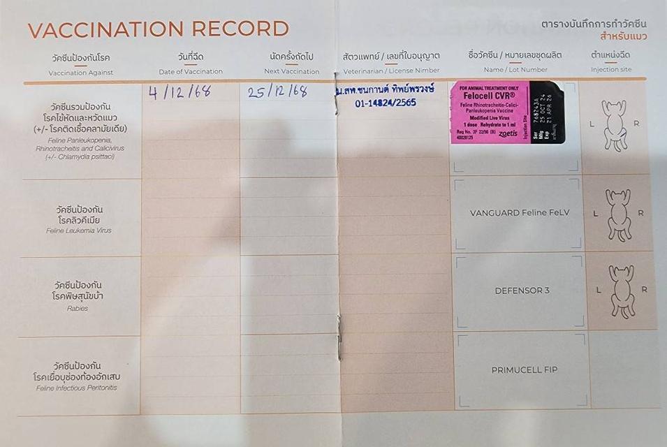 ลูกแมวบริติช ชอร์ทแฮร์ (British Shorthair) 3