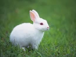 กระต่าย ฟรอริด้าไวท์ 2
