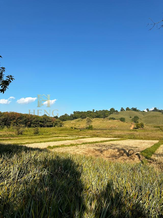 ที่ดินวิวภูเขา 88 ไร่ ติดถนนใหญ่ ทำเลอนาคตไกล แม่จัน  โอกาสพัฒนาได้หลายรูปแบบ!” 13