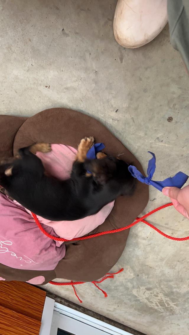 Miniature Dachshund Long Haired 3