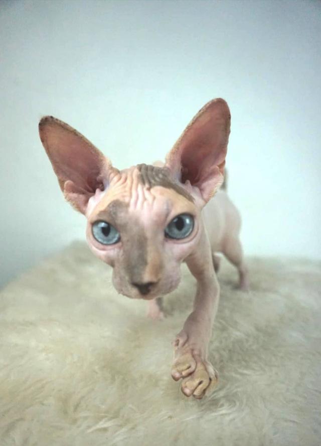 9.แมวสฟิงซ์/เพศเมีย หาบ้าน Sphynx Cat/Female looking for a new home 5