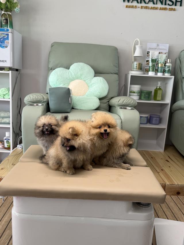 สุนัขพันธุ์ปอมเมอเรเนียนแทั