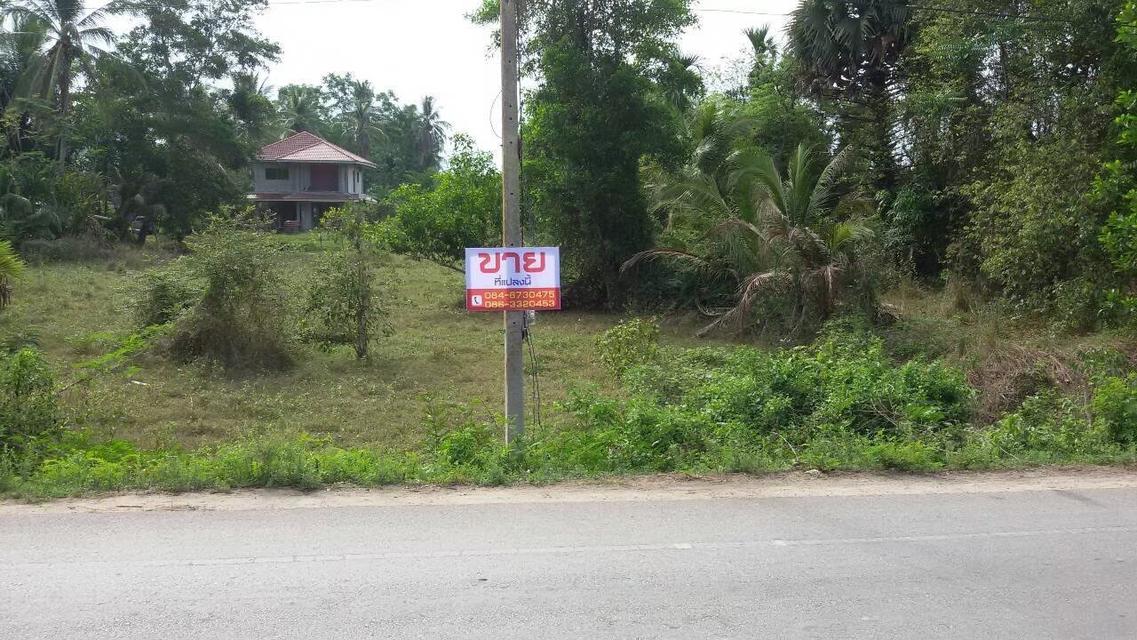 ขายที่ดินเปล่า : บ้านมะกรูด ต.มะกรูด อ.โคกโพธิ์ จ.ปัตตานี