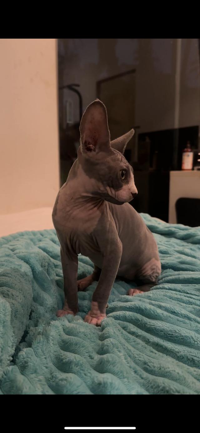 baby black sphinx cat raised with love and care รูปย่อยที่ 4