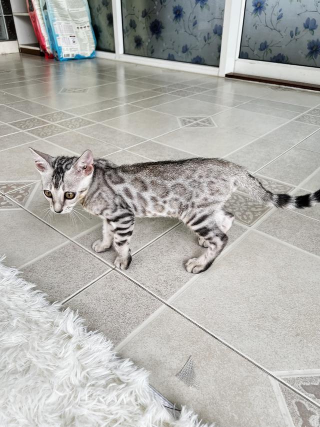 ขายน้องแมวเบงกอลซิลเวอร์ เพศชาย  4