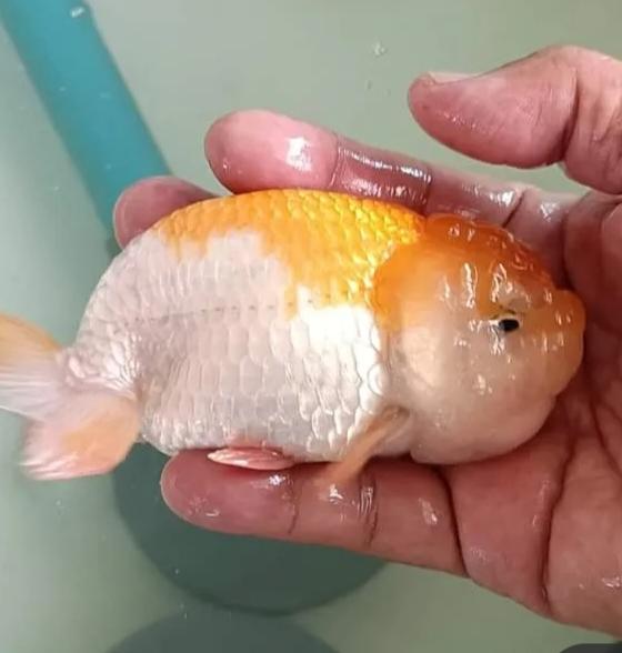 ปลาทองสีขาวส้ม 2